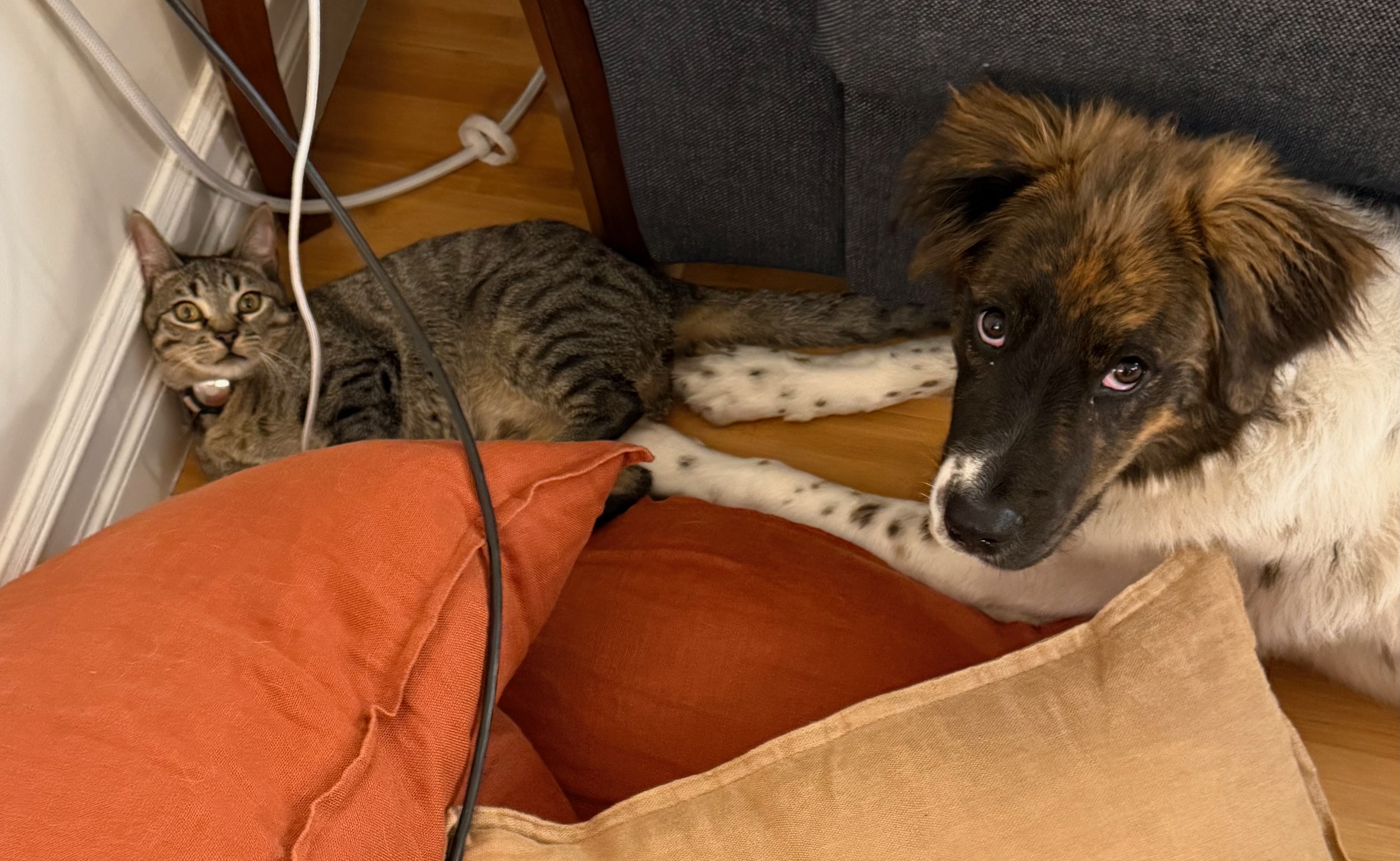 Calvin the kitten and Annie the puppy