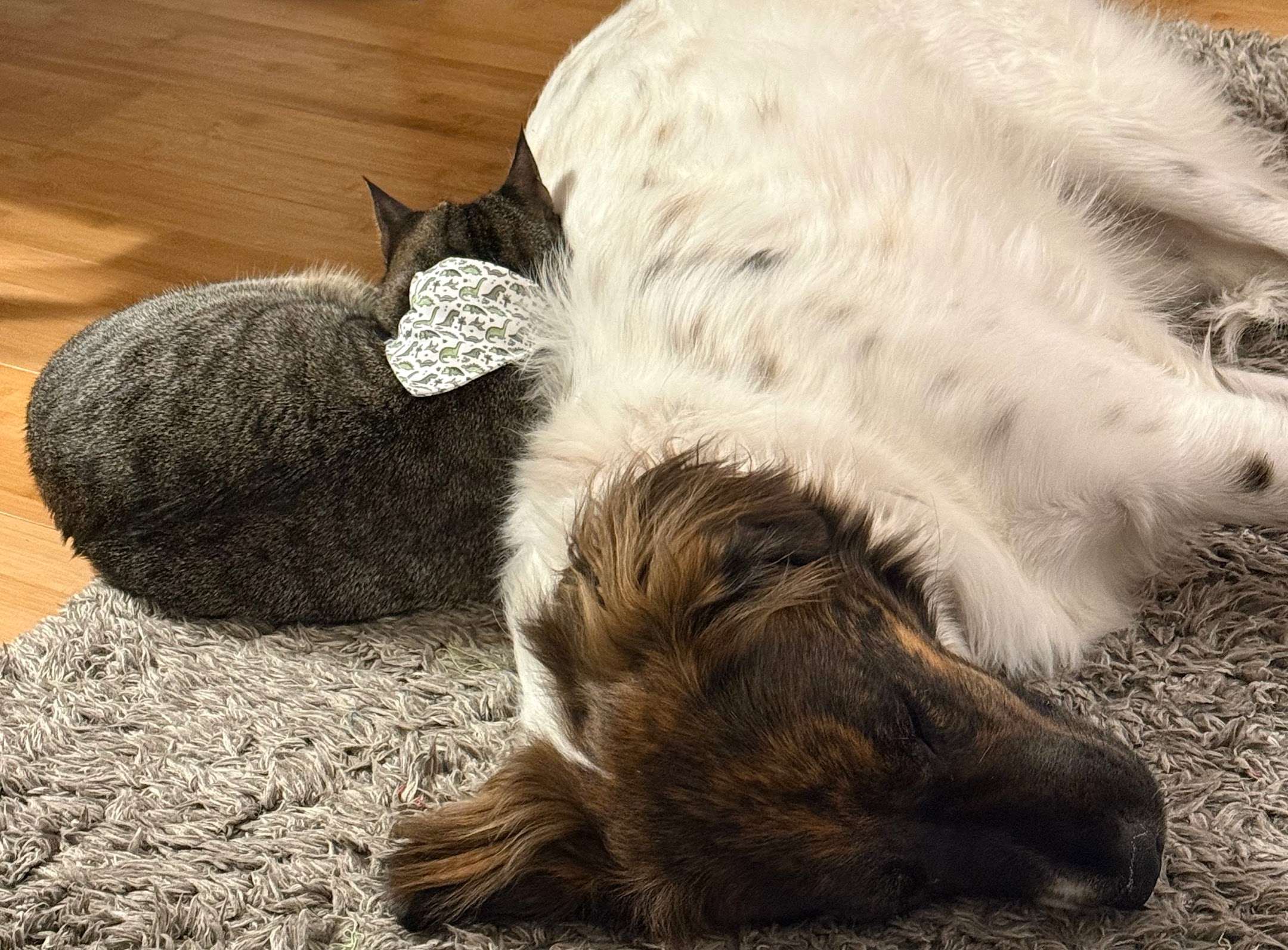 Calvin the kitten and Annie the puppy